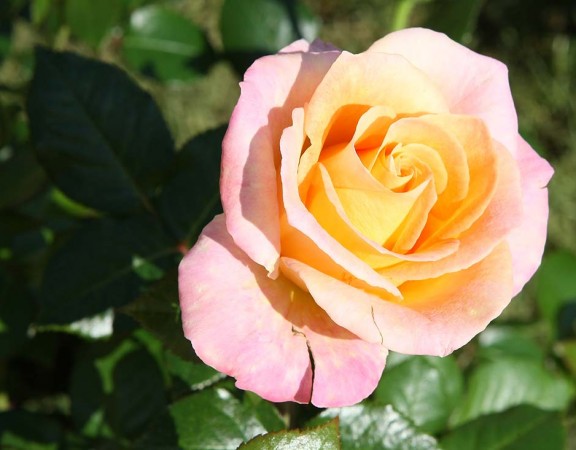 Rose-5