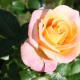 Rose-5